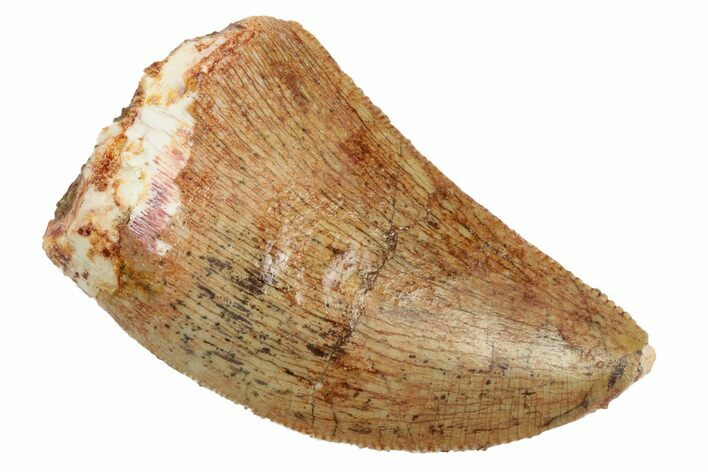 Serrated, Juvenile Carcharodontosaurus Tooth #192658